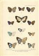 On some new and little-known Butterflies of the family Lycaenidae from the African, Australian, and Oriental Regions