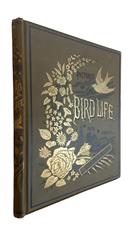 Pictures of Bird Life in Pen and Pencil