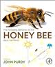The Foraging Behavior of the Honey bee (Apis mellifera, L.)