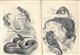 Chamaeleon montium / Rampholeon spectrum & Bothrolycus ater - two original lithographic printes