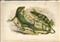 Calotes grandisquamis- handcoloured lithographic print