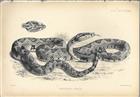Four original lithographic engravings of Indian snakes