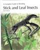 A Complete Guide to Breeding Stick and Leaf Insects