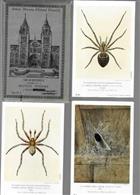 Arachnida. Series No. 1-4. British Spiders (Set N1-N4) [Postcards]
