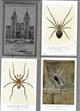 Arachnida. Series No. 1-4. British Spiders (Set N1-N4) [Postcards]