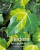 Hedera: The Complete Guide