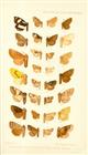 New and Unrecorded Species of Lepidoptera Heterocera from Japan