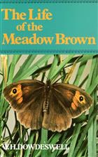 The Life of the Meadow Brown