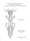 Xantholinini della Regione Orientale (Coleoptera: Staphylinidae) Classificazione, Filogenesi e Revisione Tassonomica