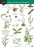 Flowers of Hills and Heathlands (Identification Chart)