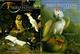 Great Bird Paintings of the World. Vol. I-II