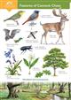 Features of Cannock Chase (Identification Chart)