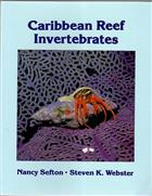 A Field Guide to Caribbean Reef Invertebrates