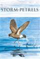 Storm-petrels