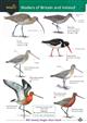 Waders of Britain and Ireland (Identification Chart)