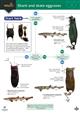 Shark and skate eggcases (Identification Chart)
