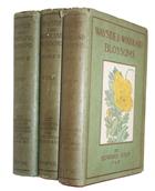 Wayside and Woodland Blossoms A Guide to British Wild Flowers. Series I-III