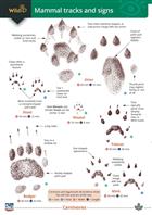 Mammal tracks and signs guide (Identification Chart)
