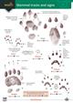 Mammal tracks and signs guide (Identification Chart)