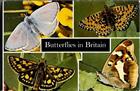 Butterflies in Britain