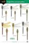 Dragonflies and Damselflies of Britain (Identification Chart)