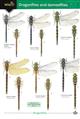 Dragonflies and Damselflies of Britain (Identification Chart)