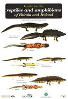 Guide to the Reptiles and Amphibians of Britain and Ireland (Identification Chart)