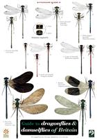 Dragonflies and Damselflies of Britain (Identification Chart)