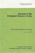Studies of Indian Labidurinae (Dermaptera)