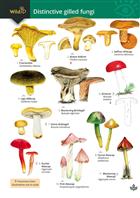Distinctive gilled fungi (Identification Chart)