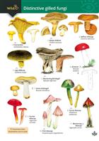 Distinctive gilled fungi (Identification Chart)