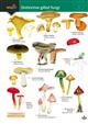 Distinctive gilled fungi (Identification Chart)