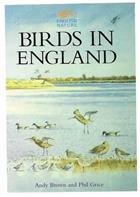 Birds in England