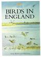 Birds in England