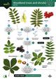 Woodland trees and shrubs WCA1 (Identification Chart)
