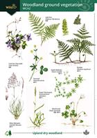 Woodland ground vegetation: WCA2 (Identification Chart)