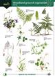 Woodland ground vegetation WCA2 (Identification Chart)