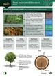 Tree pests and diseases: WCA3 (Identification Chart)