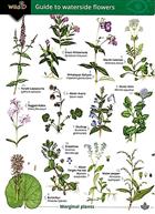 Guide to waterside flowers (Identification Chart)