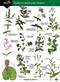 Guide to waterside flowers (Identification Chart)
