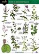 Guide to waterside flowers: (Identification Chart)