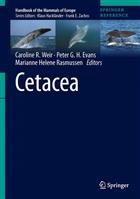 Cetacea