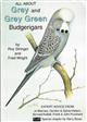 All About Grey and Grey Green Budgerigars