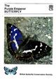 The Purple Emperor Butterfly