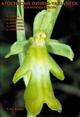 Apochrome Ophrys-Varianten van Midden-Europa: O. apifera, O. araneola, O. holoserica, O. insectifera, O. sphegodes