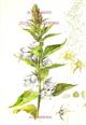 Supplement to Flora of Cheshire