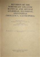Revision of the Northeast Atlantic Bathyal and Abyssal Aclididae, Eulimidae, Epitoniidae (Mollusca, Gastropoda)