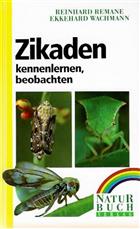 Zikaden kennenlernen, beobachten