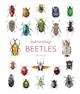 Interesting Beetles
