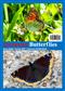 European Butterflies Issue 8. Spring 2025